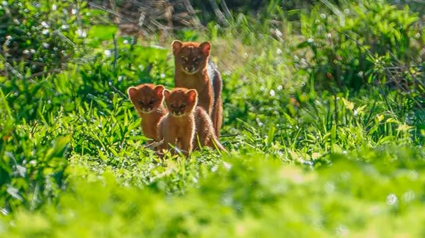 Fotografiaron a un yaguarundí con crías en Paraná: las postales del inusual encuentro
